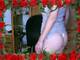 bel culetto