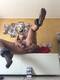 Si gode