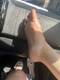 Piedino n 40