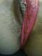 Perizoma fuxia 03